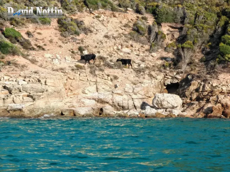 vaches sur les côtes de saint Florent, vu en taxi boat en bateau en mer